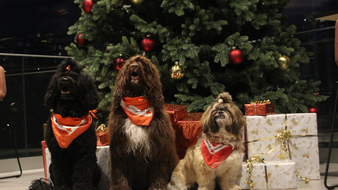 Hundedager med Røde Kors: Et pusterom i eksamensperioden!
